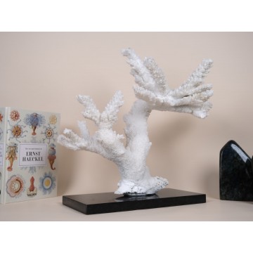 Acropora florida - Branch...