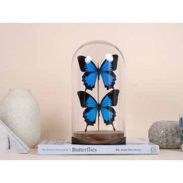 Papilio ulysses dome