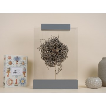 Gorgonocephalus design vitrine