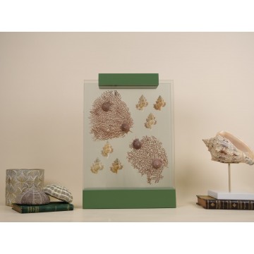 Marine life design vitrine