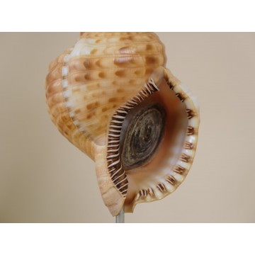 Orange Charonia variegata