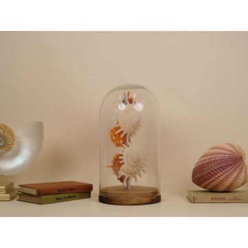 Stellaria solaris &...