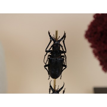 Dorystenes walkeri dome