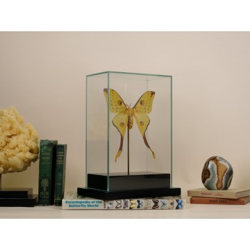 Female Argema mittrei -...