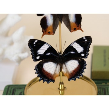 Palla decius & Hypolimnias...