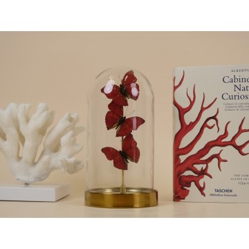 Cymothoe sangaris dome