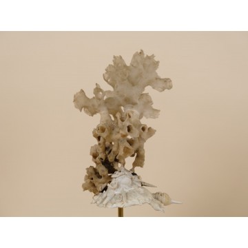 Xenophora pallidula with...