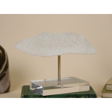 Neptun Cap coral -...