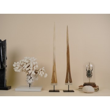 Blue Marlin rostrum Pair