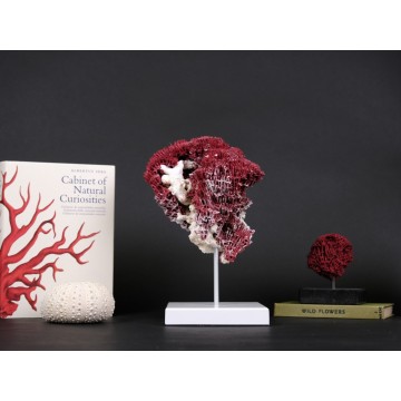 Natural Red Pipe Organ Coral
