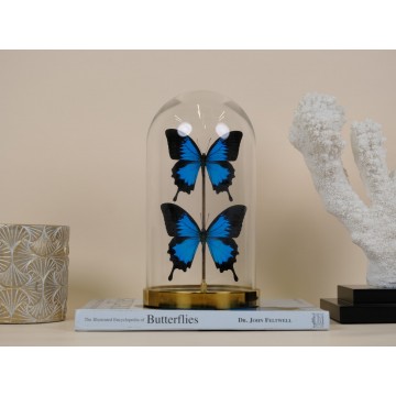 Papilio ulisses dome