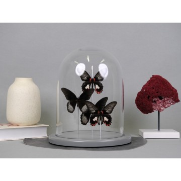 Papilio rumanzowia dome