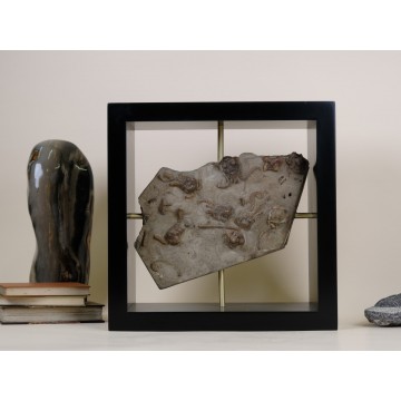 Jimbacrinus Bostocki