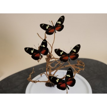 Heliconius doris dome