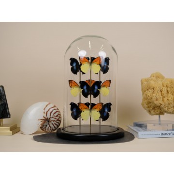 Napeocles Jucunda and...