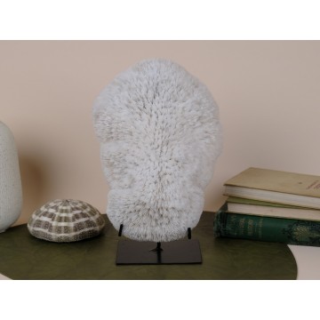 Neptun Cap coral -...