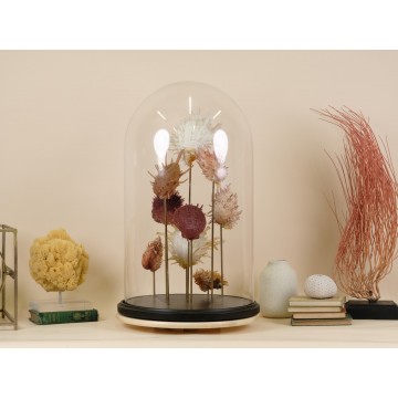 Spondylus giant dome