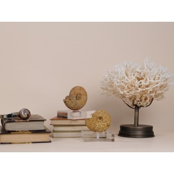 Epimayaites transiens...