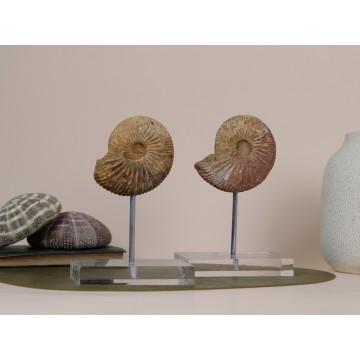 Perisphinctes virguloides...