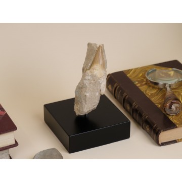 Cretolamna Aschersoni in...