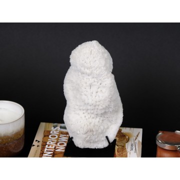 Neptun Cap coral -...