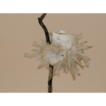 Spondylus echinatus