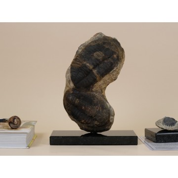 Olenus sp. Trilobite twin