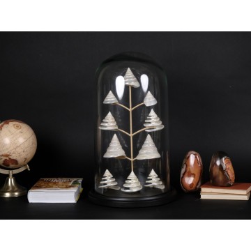 Polished Trochus niloticus...