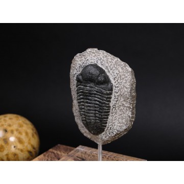 Phacops sp. In matrix