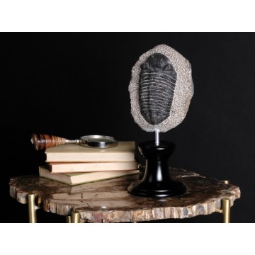 Phacops sp. In matrix