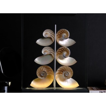 Nautilus pompilius...