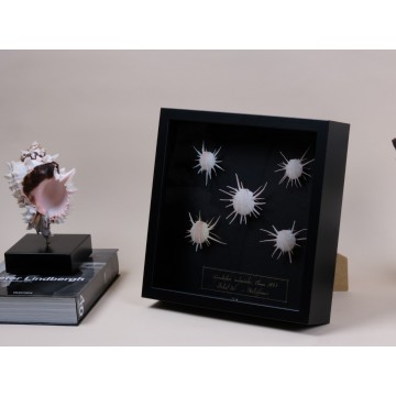 Spondylus imperialis frame