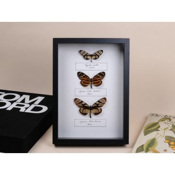 Thyridia psidii, Lycorea...