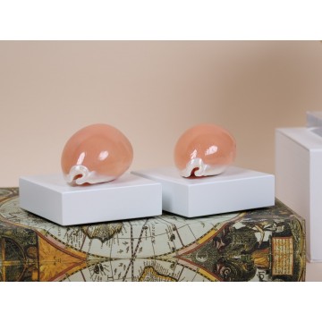Pair of iconic Cypraea...