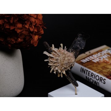 Spondylus variegatus...