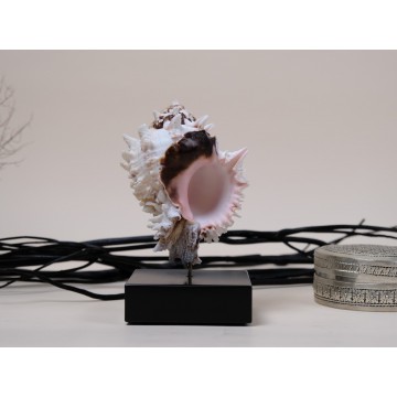 Giant Hexaplex regius