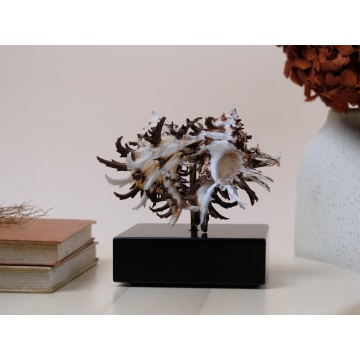 Pair of Hexaplex cichoreus