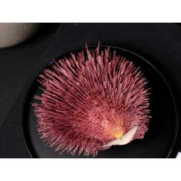 Spondylus visayensis