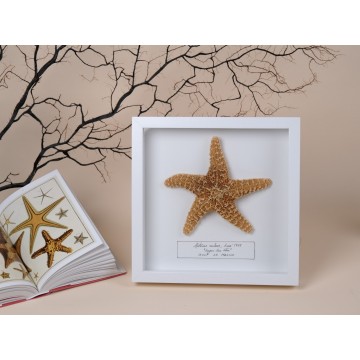 Sugar Sea star frame