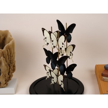 Papilio Memnon and Papilio...