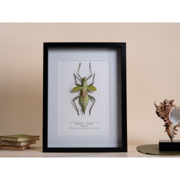 Heteropterix dilatata frame