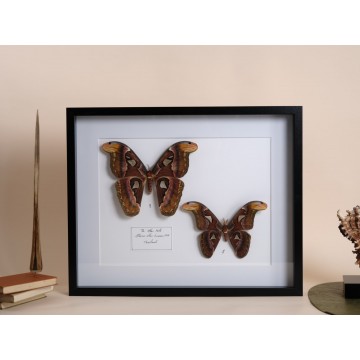 Attacus atlas couple frame