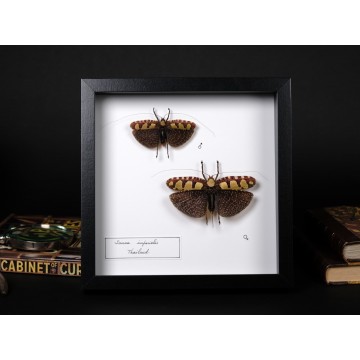 Sanaa imperialis couple frame