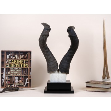 Red hartebeest set of horns