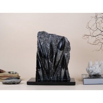 Polished orthoceras slab