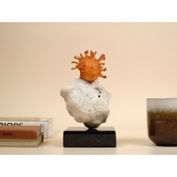 Spondylus foliaceus f croceus