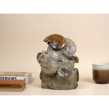 Opalized Cleoniceras group