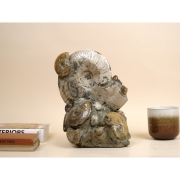 Opalized Cleoniceras group