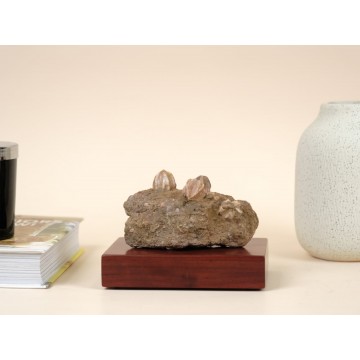 Deltablastus permicus fossil