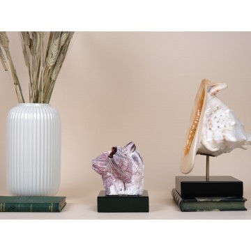 Megabalanus tintinnabulum